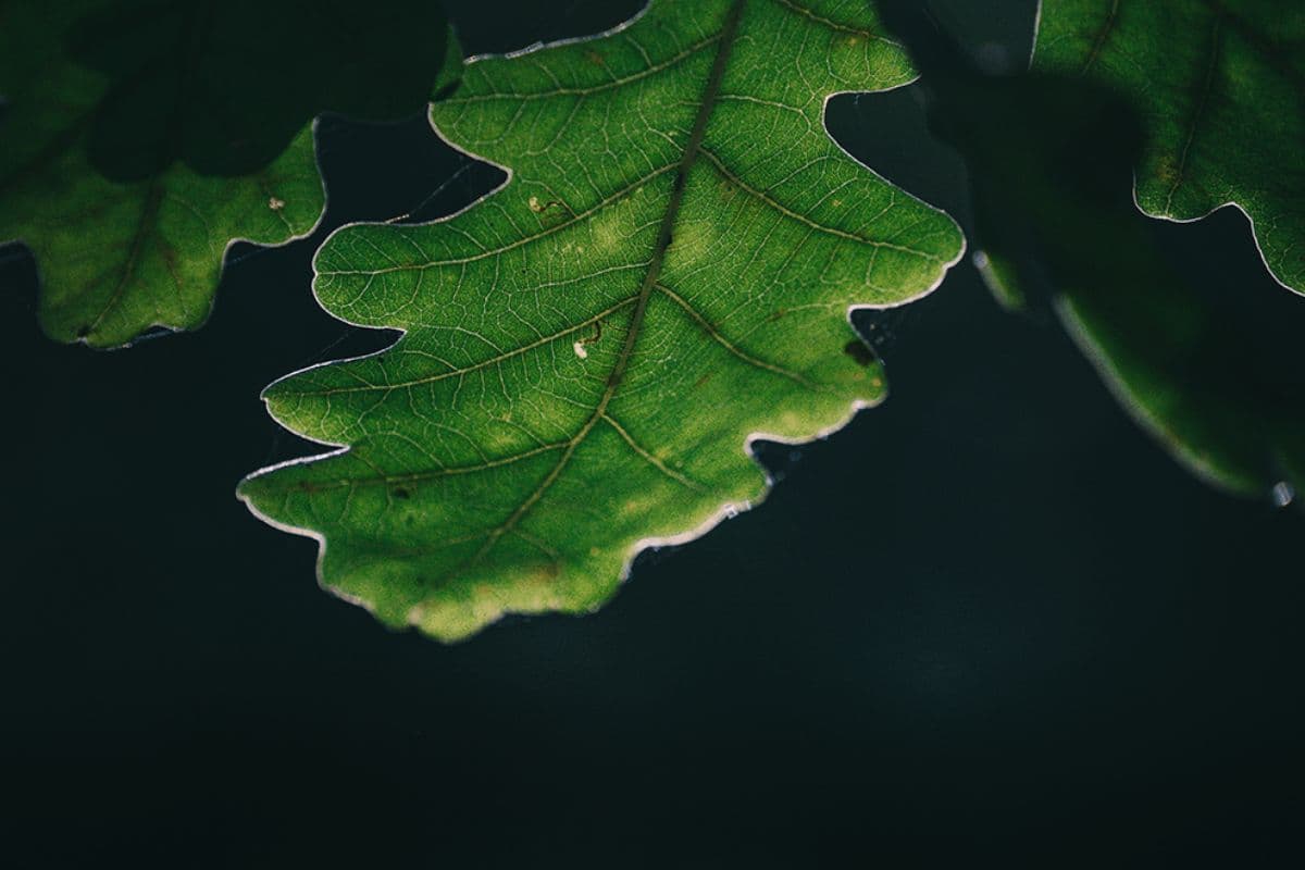 Ympäristövastuu on tällä hetkellä ensiarvoisen tärkeä teema alalla kuin alalla. Se on kuitenkin myös hyvin monimutkainen kysymys, jonka hallinta pienissä ja keskisuurissa yrityksissä voi tuntua hankalalta. Miten ottaa huomioon samaan aikaan sekä laitteiden valmistuksessa käytettyjen mineraalien eettisyys, laitteiden kierrätys tietoturvallisesti että koneiden vaatima energia?