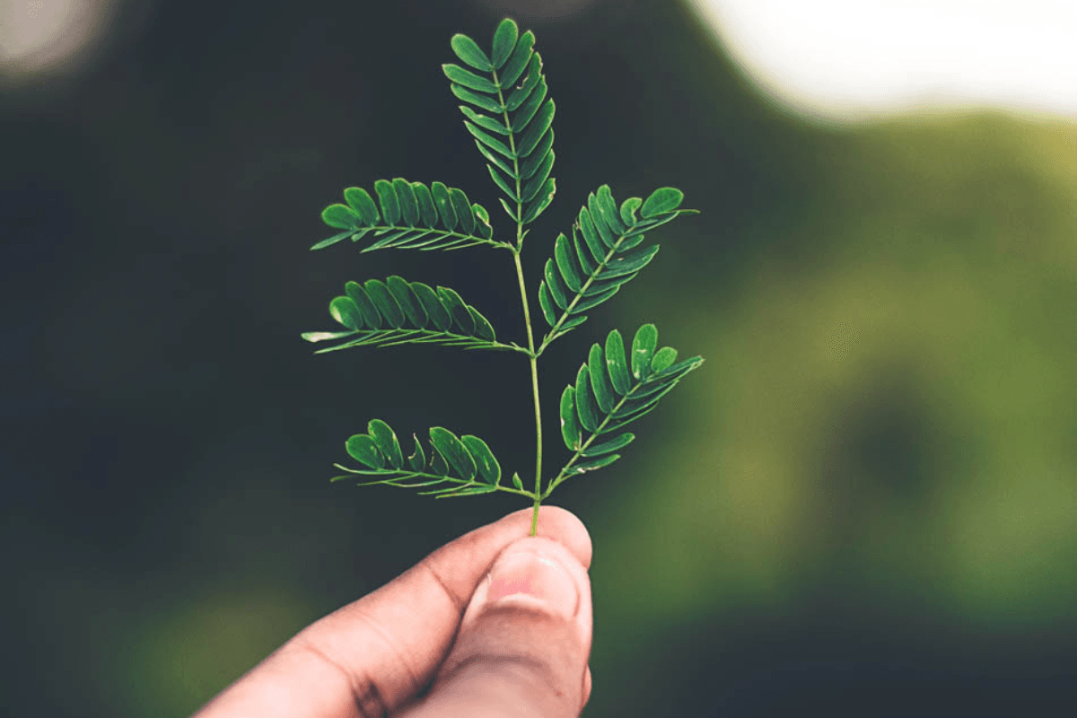 ISO 14001 -sertifikaatti kertoo organisaation arvoista